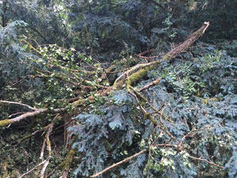 fallen branches