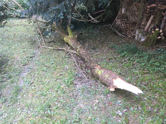 fallen treetop after debranching