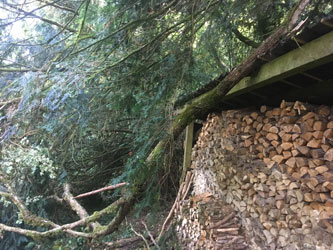 second branch on woodshed