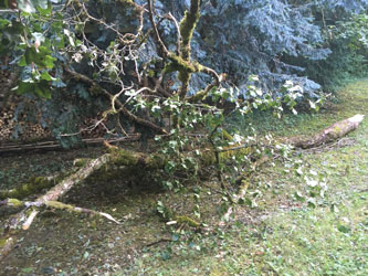 fallen treetop after debranching