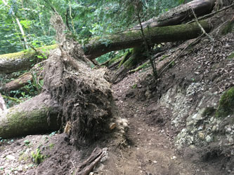 trail behind the root disk