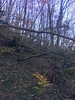 fallen trees beyond property