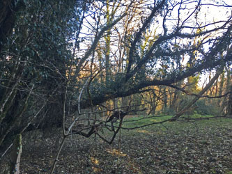 fallen tree across canyon