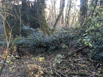 fallen tree across canyon