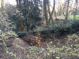 fallen tree across canyon