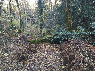 fallen tree across canyon