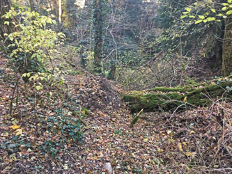 fallen tree across canyon