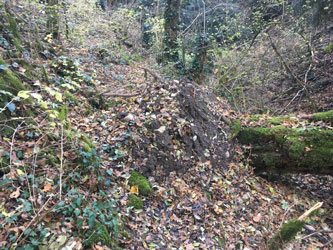 fallen tree across canyon