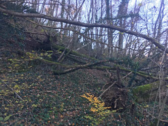 fallen trees beyond property