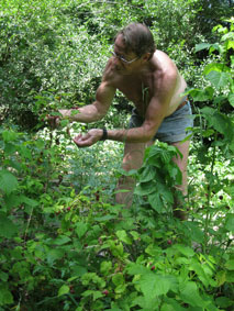 picking raspberries