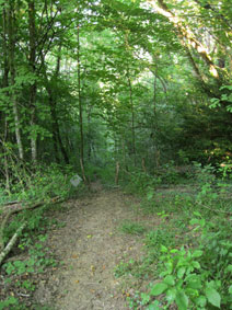 lower meadow path