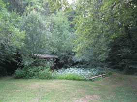 lawn and vegetable garden