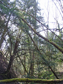 trees