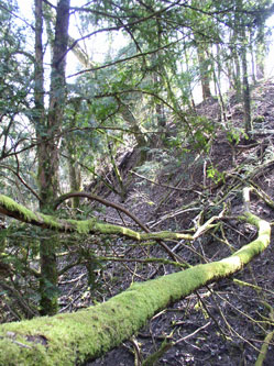trees