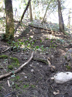 looking up at the switchbacks