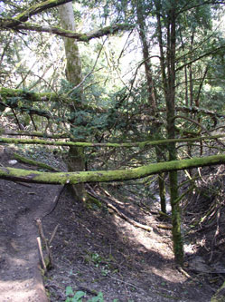 trail and stream bottom