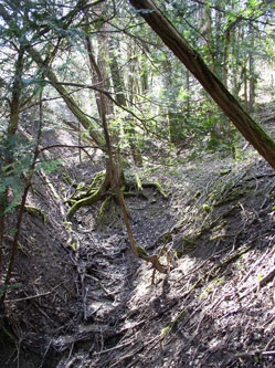 trees in the ravine