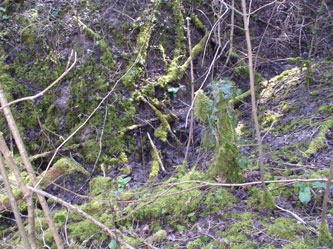 stream in the upper ravine