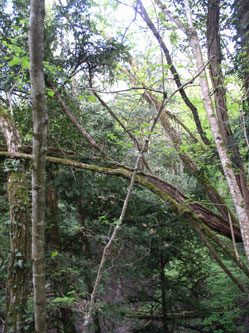 tall trees in the ravine