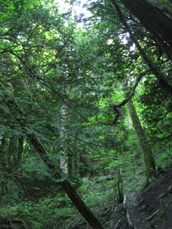 trees