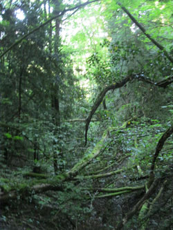 dense trees down the ravine
