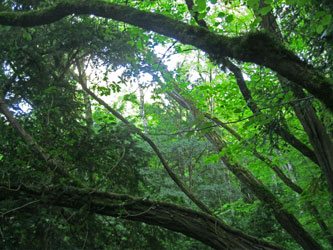 canopy over the switchbacks
