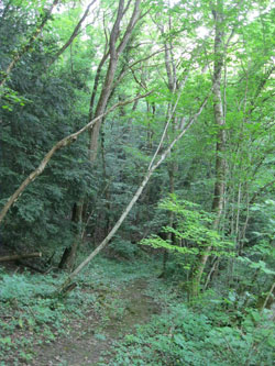 third (middle) trail
