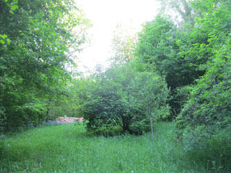 looking up the upper meadow in spring