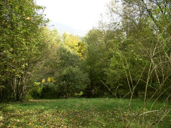 upper meadow in fall