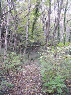 middle path