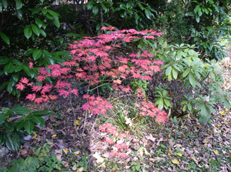 Japanese maple in garden