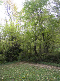 lower meadow