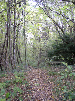 footpath down from lower meadow