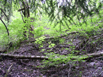 trees cut under wires