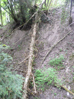 trees cut under wires