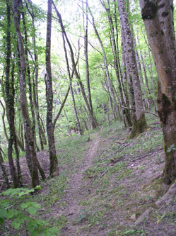 middle trail