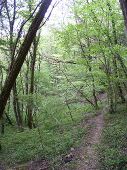 middle trail