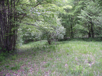 upper meadow
