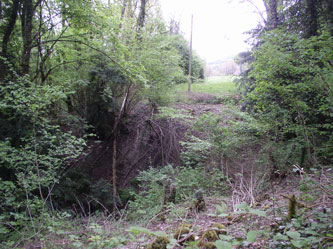 trees cut under wires