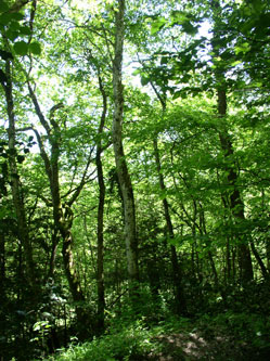 western forest