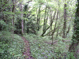 upper trail