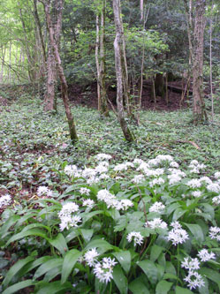 Ail des ours below lower trail