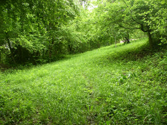 upper meadow