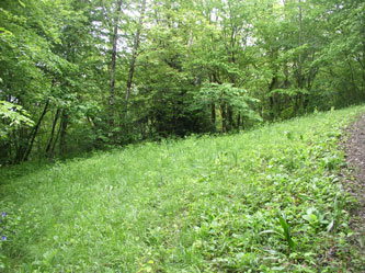 lower meadow
