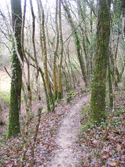 lower trail