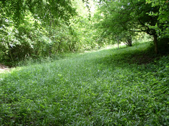 Meadow in summer