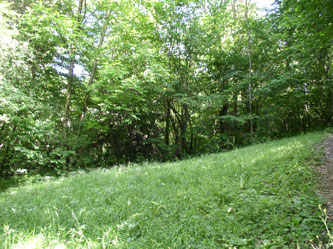 lower meadow in summer