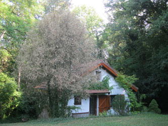 Boxwood attacked