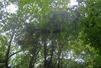 treetop on the wires