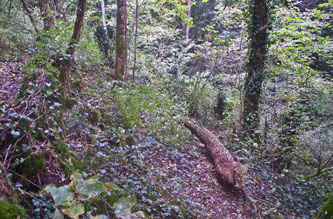 trunk on my trail